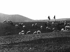 Photographs of Rabaris of Kutch